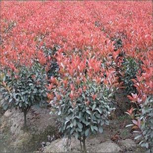 苗木花卉與農副產品的市場前景——以雪松、廣玉蘭、香樟及蔬菜為例