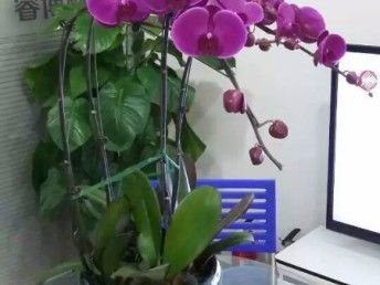 天津花卉綠植 從觀賞到生活，一站式生態服務體驗