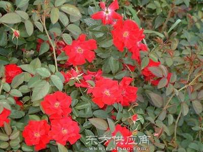 夏氏花卉 昆明月季大苗的品質之選與市場行情